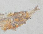 Extremely Rare Fish Aspiration Fossil - Fish Eating Fish! #31363-2